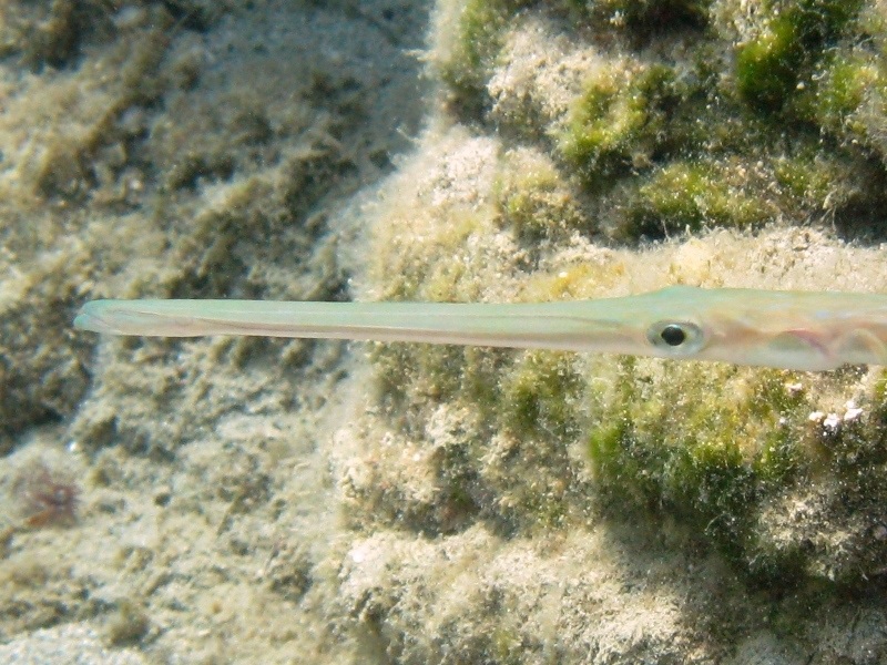 Fistularia commersonii (Rppell, 1838) - specie lessepsiana